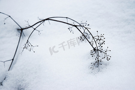 下雪植物摄影照片_雪地上的干植物茎