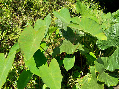 关闭具有自然背景的芋头叶（Colocasia esculenta，talas）。 