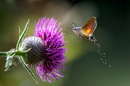 蝴蝶漂浮摄影照片_n 蜂鸟天蛾 (Macroglossum stellatarum) 取食花蜜。
