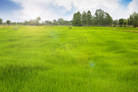 供农民在稻田劳作的草地。