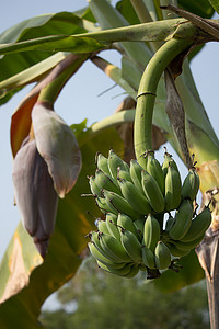树上的绿香蕉，Pisang Awak 香蕉