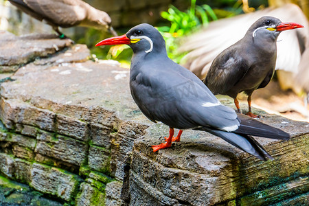 两只印加燕鸥一起在岩石上，来自美国的沿海鸟类，留着小胡子的有趣的鸟，接近受威胁的动物物种