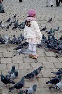 灰鸽子中的小女孩在城市里成群生活