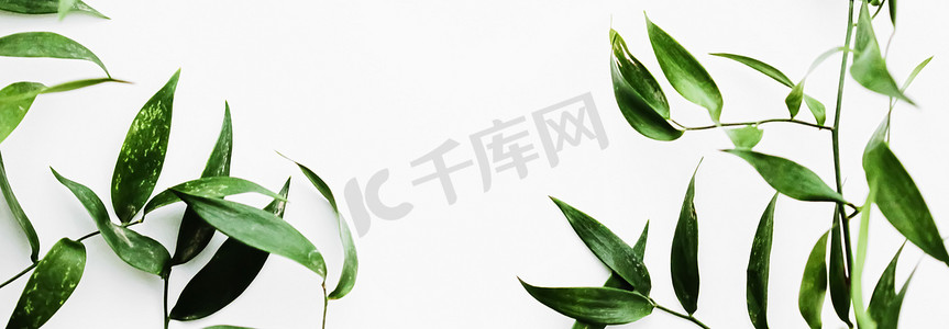 平铺花卉摄影照片_白色背景绿叶作为植物框架平铺、生态设计和春季自然平铺
