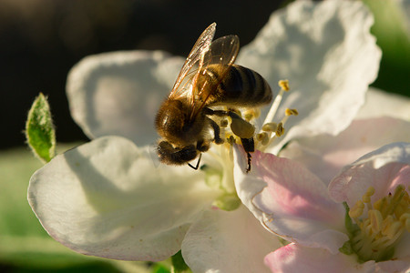 春天的白花和蜜蜂。