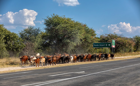 家养牛从非洲高速公路上的牧场出发