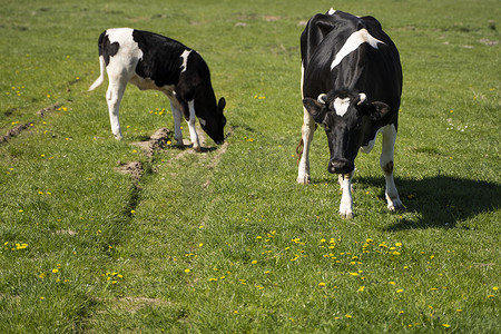 夏季牧场上的黑白母牛和小牛吃草。