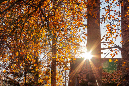 美丽的秋景 — 落日的光芒照在被秋树环绕的村屋屋顶上