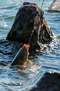 清明上河图动画摄影照片_在钓鱼线上与鲤鱼 (Cyprinus carpio) 搏斗。