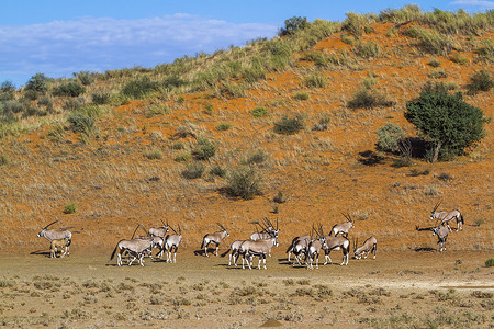 跨境人民币摄影照片_南非 Kgalagadi 跨境公园的南非羚羊
