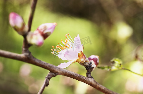 杏树花