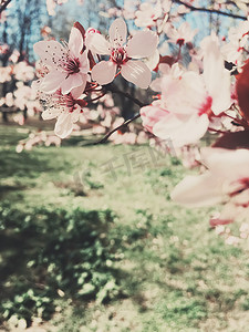 苹果树花的复古背景，春天的花开花