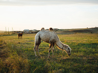 骆驼在田野上吃草，阳光是新鲜空气