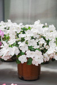 凤仙花摄影照片_盆栽白色凤仙花，学名Impatiens walleriana