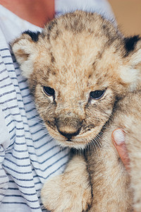 动物园里可爱的小狮子幼崽。