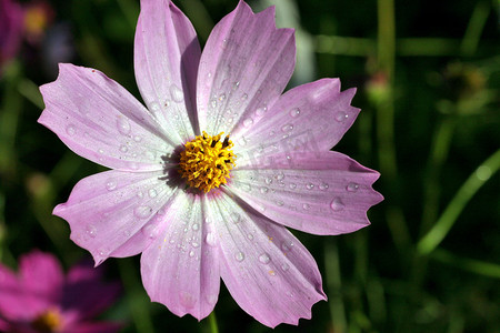 kosmeya 或宇宙粉红色的花与露珠