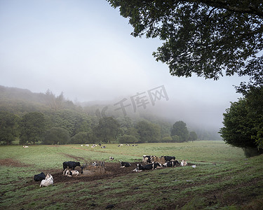 法国阿莫里克自然公园附近布列塔尼中部山丘上发现的奶牛