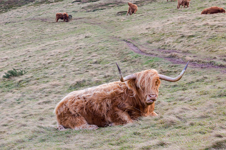 苏格兰山上著名的毛茸茸的长毛牛躺在蜂蜜酒上