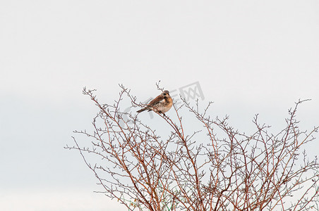 Fieldfare 观察自然并留意食物