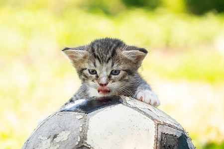 带足球的小猫