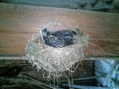 铂燕鲜泡燕窝摄影照片_燕窝与小鸡在船上椽木棚的屋顶。