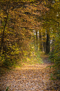 秋天穿过树林的小径