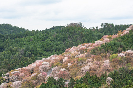 稻摄影照片_日本奈良吉野山的樱花春天景观。