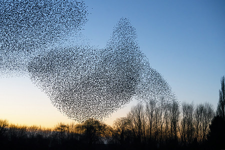 美丽的大群八哥 (Sturnus vulgaris)