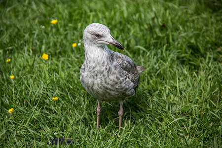 千鸟格摄影照片_湖鸟坐在草地上