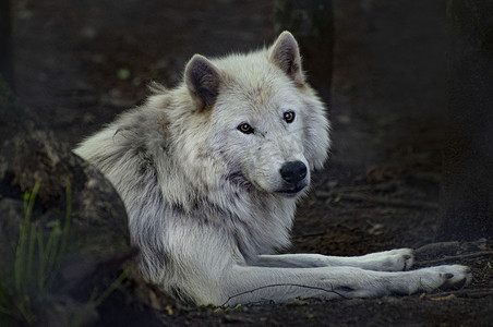 大自然中的北极狼