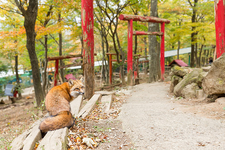 狐狸和日本寺庙