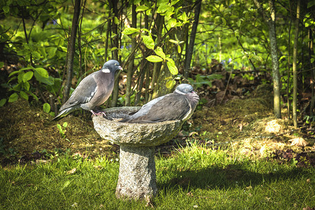 坐在水盆上的鸽子夫妇