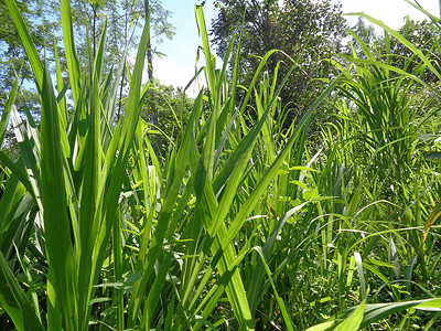 关闭 Pennisetum purpureum（Cenchrus purpureus Schumach、Napier 草、大象草、乌干达草、kolonjono、suket gajah）与自然背景。