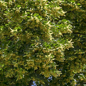 夏季，德鲁伊巴区蒂利亚、菩提树或石灰树的黄花和绿叶