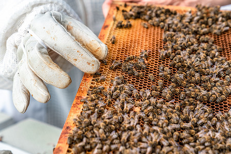 蜂巢蜡框，蜂蜜生产