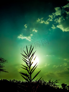 在日落时的印度式棕榈树。