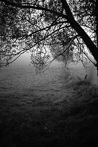 一棵被雾包围的休眠树的黑白图像。