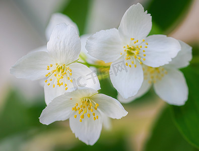春天有白色茉莉花的树枝