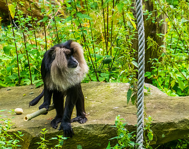 一只拿着竹枝的长尾猕猴的特写，热带灵长类动物，来自印度山区的濒危动物