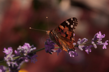 黑橙色蝴蝶蜂巢荨麻疹坐落在小丁香野花上。