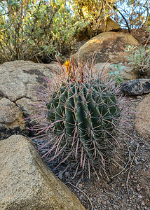 美国亚利桑那州凤凰城植物园的仙人掌 Ferocactus