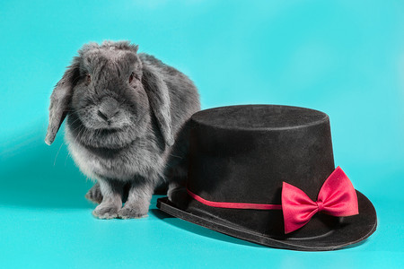 绿松石上的黑色圆筒帽旁边的垂耳侏儒兔