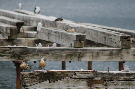 左边是巴塔哥尼亚凤头鸭，右边是海豚鸥。