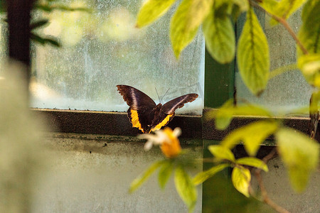 金色鸟翼蝴蝶 Troides aeacus