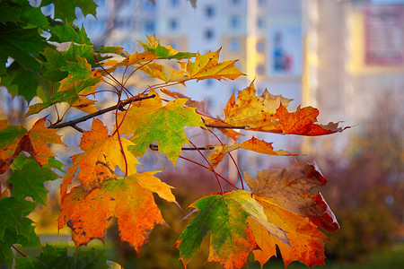 色彩缤纷的绿色、黄色和红色秋枫叶在阳光明媚的日子里改变季节的颜色