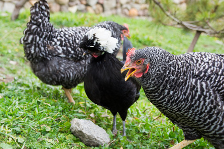 黑苏丹鸡和普利茅斯岩鸡