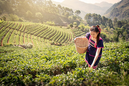 来自泰国的亚洲年轻女性早上在泰国清莱翠芳的茶田种植园采摘茶叶。 