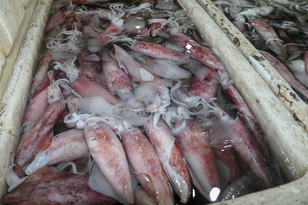 在金巴兰鱼市的海鲜柜台上出售的新鲜头足类动物的图案。
