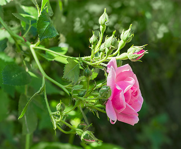 粉红玫瑰的分支与花和芽