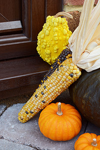观赏玉米摄影照片_作为感恩节装饰的观赏甜玉米和金瓜